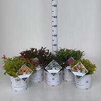 Spiraea Double Play ® mix