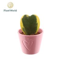 Hoya kerrii variegated in Boston pink ceramic
