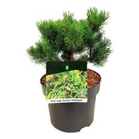 Pinus mugo Carstens Wintergold'