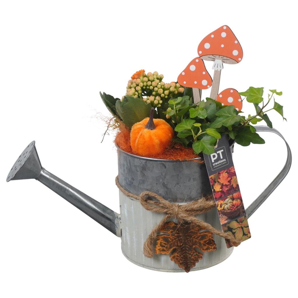 Picture of PTHI5309 Arrangement Autumn Indoor in metal watercan P12 25CM