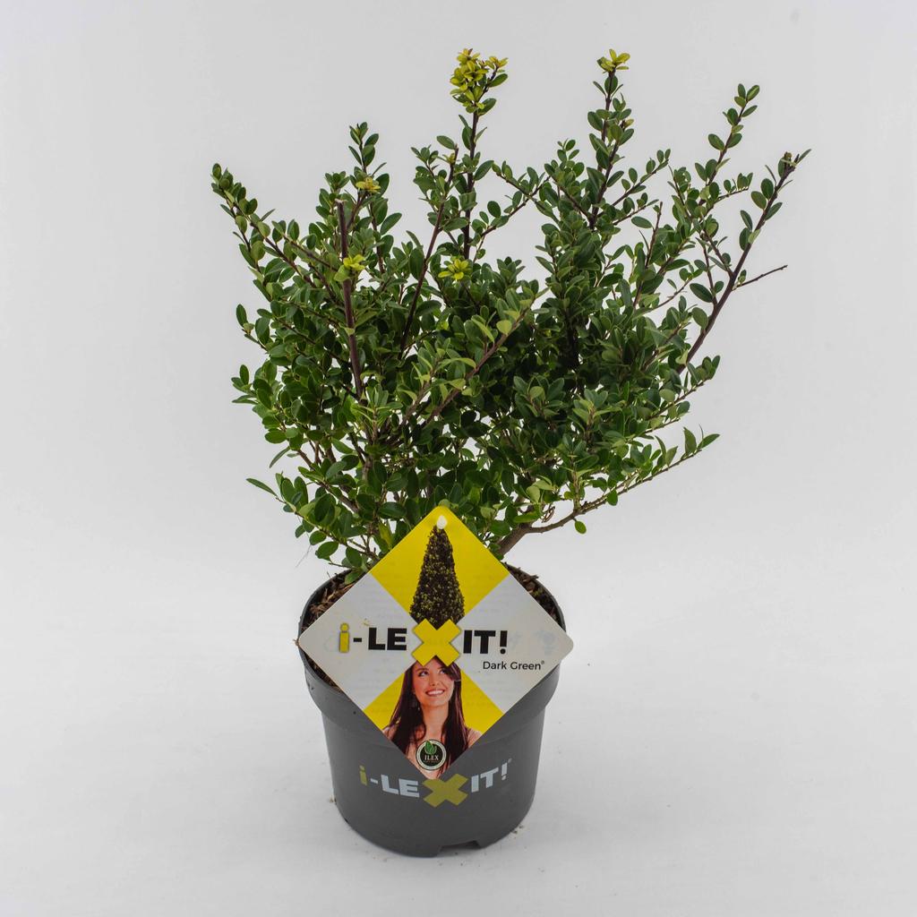 Picture of Ilex cre. Dark Green P17 (2 Ltr) 20/30-cm