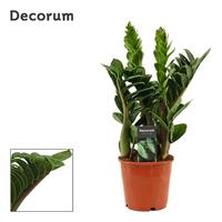 Zamioculcas Zenzi 4+ leafs