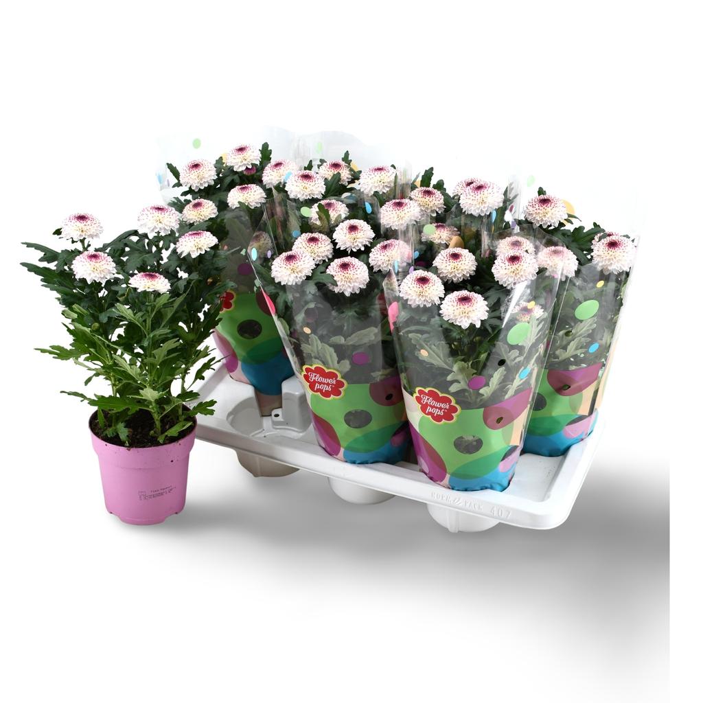 Picture of Chrysant Flowerpops Abbey White (Decorum) P14 35CM