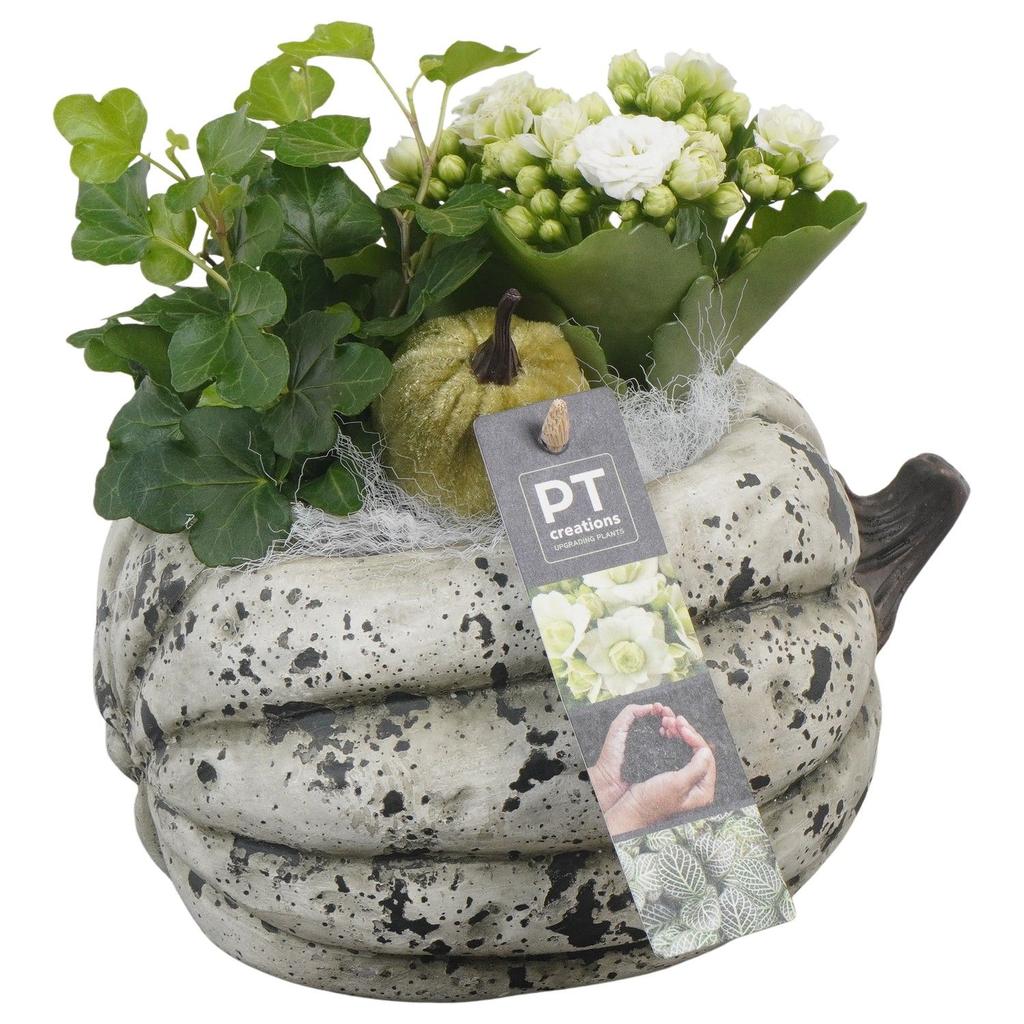 Picture of PTHI5490 Arrangement Autumn indoor in concrete pot P18 20CM