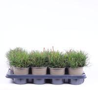 Pinus mugo mughus