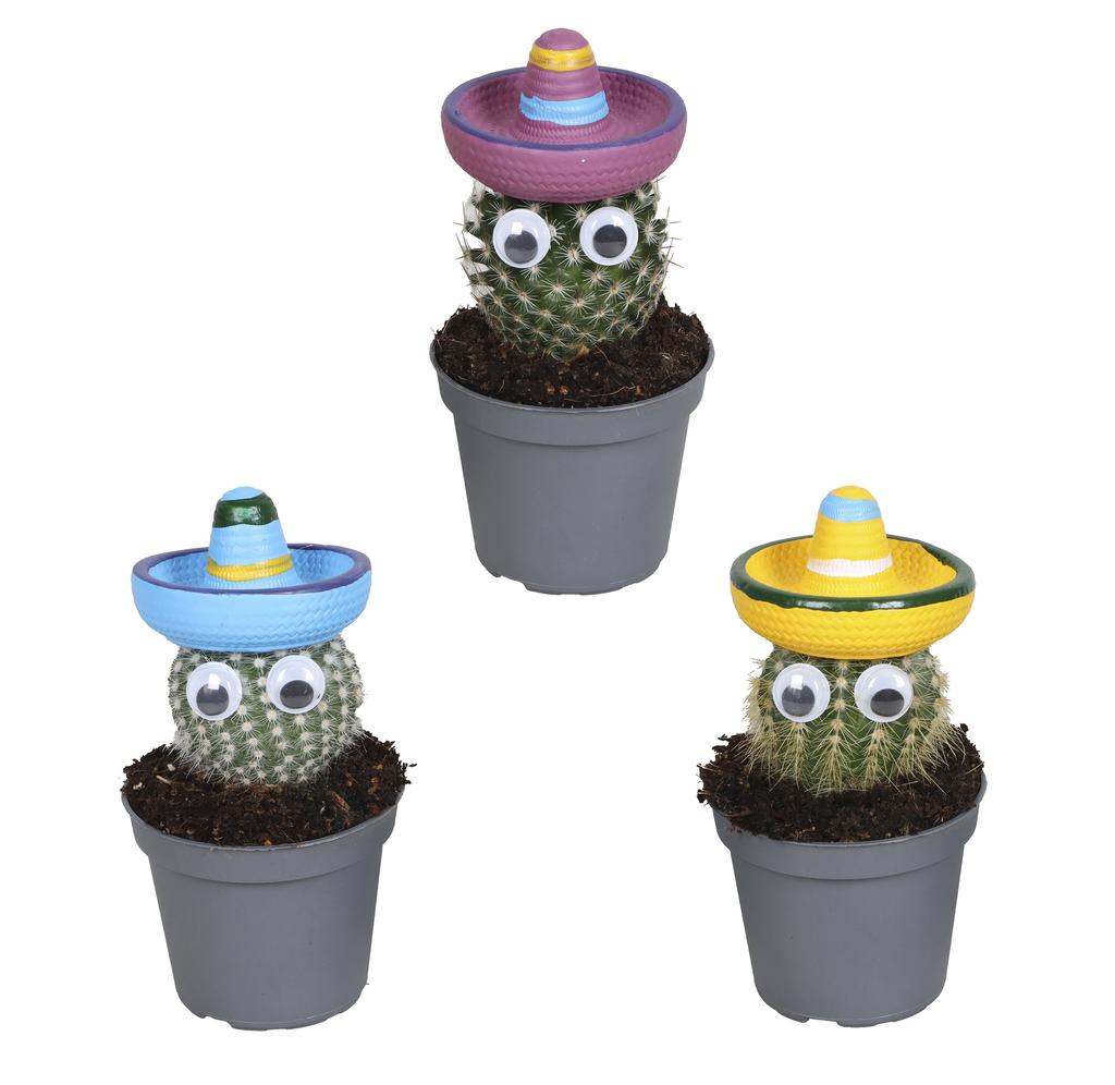 Picture of Cactus in varieties with mustache and hat P6 8CM