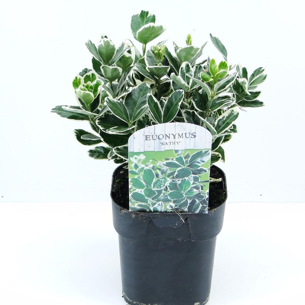 Picture of Euonymus jap. Kathy P17 (2 Ltr) Square