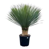 Yucca Rostrata (005)
