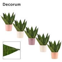 Sansevieria Zeylanica Fan in Maui (Party love-collection)