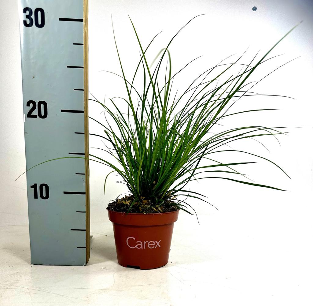 Picture of Carex brunnea P10.5