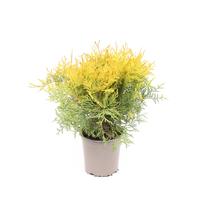 Thuja occidentalis Golden Globe