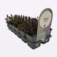 Ajuga rept. Chocolate Chips