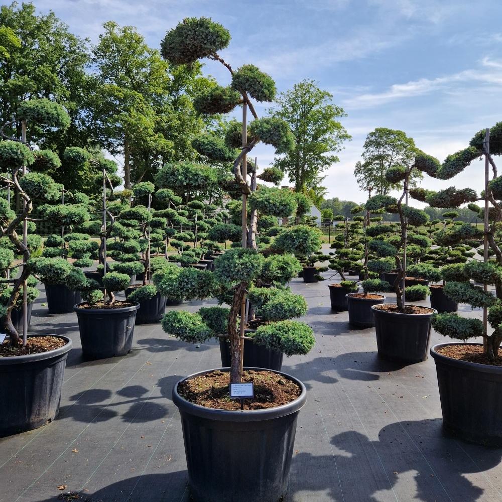 Image de Juniperus med. Blue Carpet C80 BONSAI-120/140