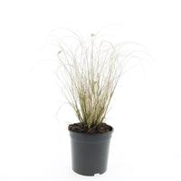 Pennisetum al. Hameln