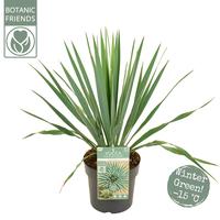 Yucca fil. (x) rost. French Flag (PBR)