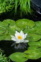 Nymphaea alba