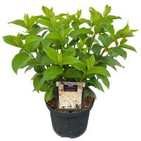 Hydrangea pan. Silver Dollar