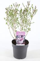 Syringa mey. Palibin