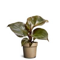 Philodendron ´Red Heart'