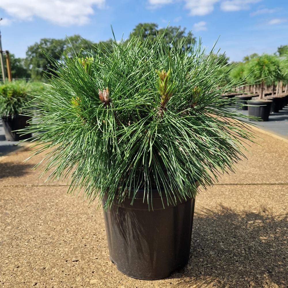 Picture of Pinus nigra Brepo C8 25/30