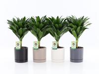 Dracaena fr. Janet Craig Compacta on stam in Hainan ceramics 4 colours