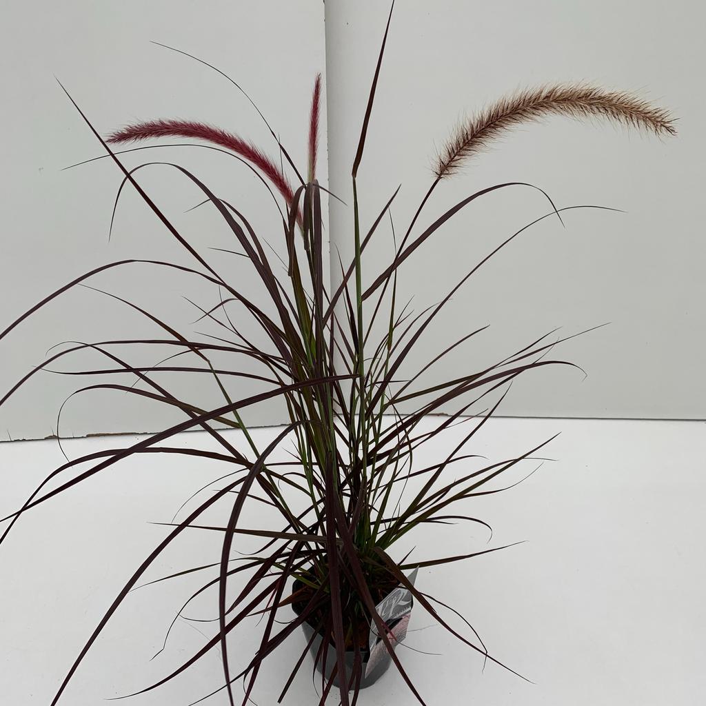 Picture of Pennisetum Rubrum P17 (2 Ltr) Square