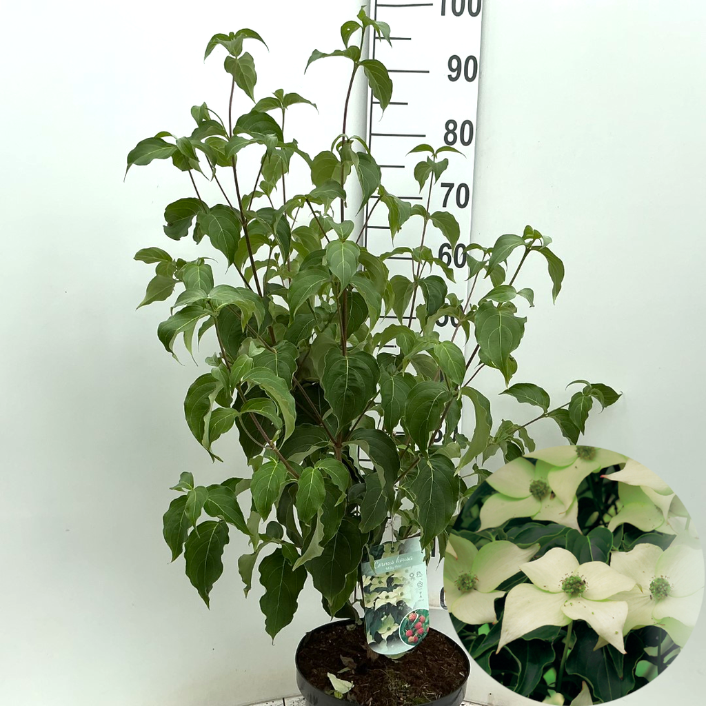 Picture of Cornus kousa Milky Way P26 (7.5 Ltr)