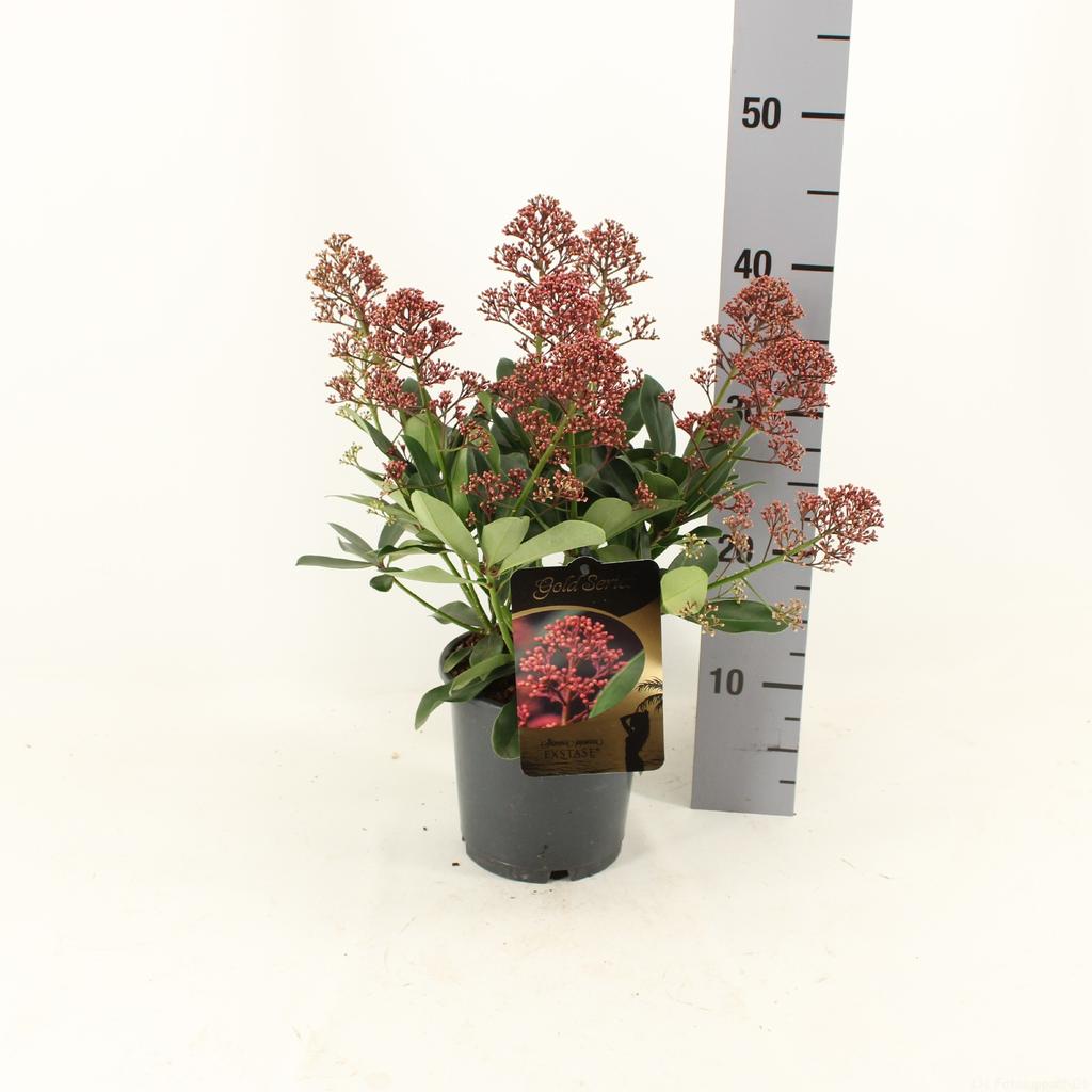 Picture of Skimmia japonica EXSTASE ® P15