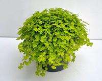 Soleirolia soleirolii Aurea
