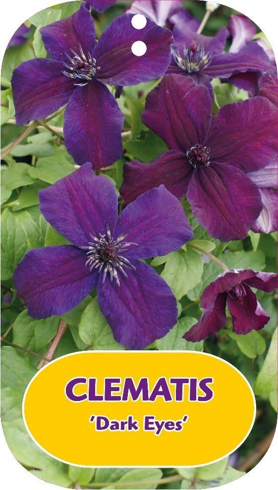 Picture of Clematis Dark Eyes P15 (2 Ltr/high) 80/100