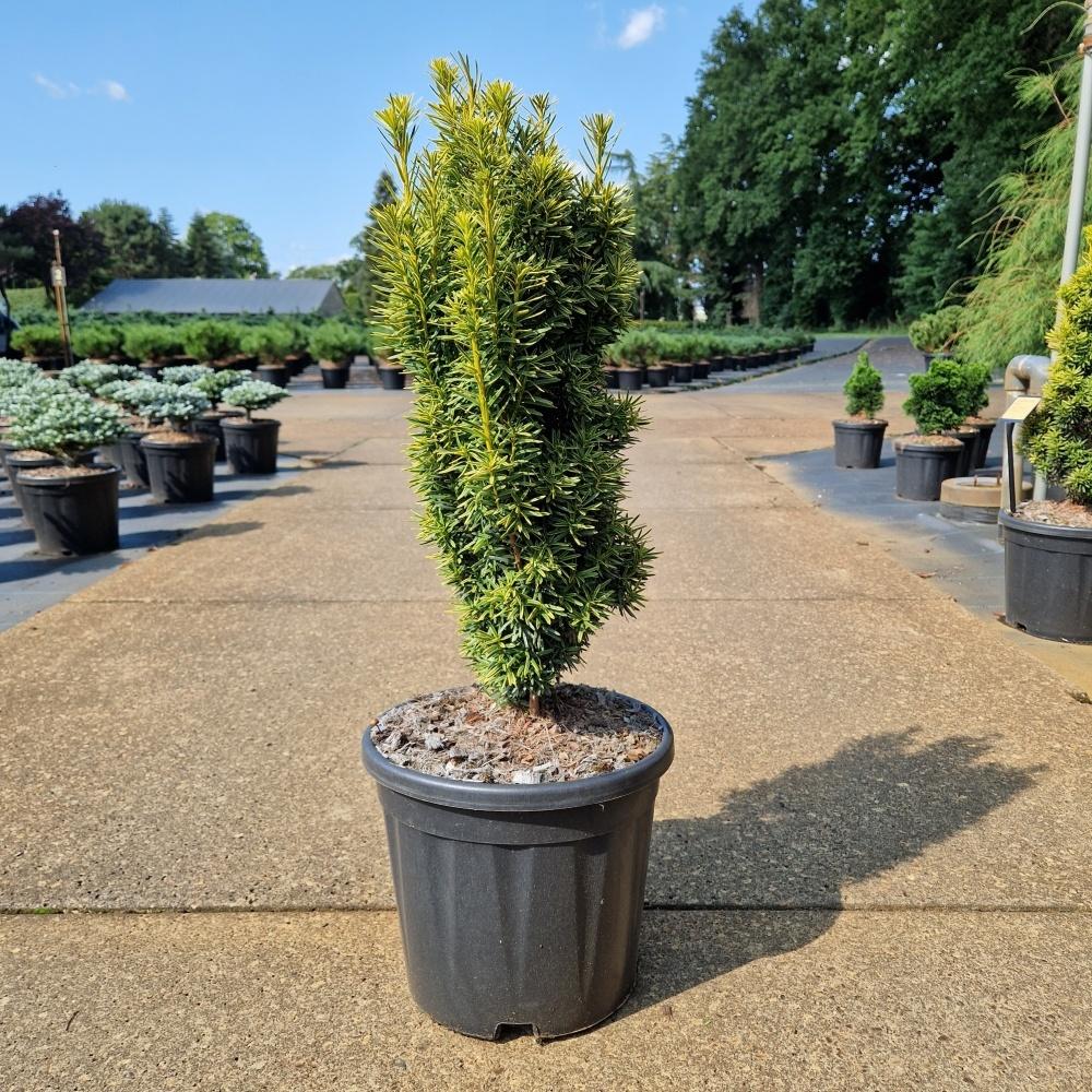 Image de Taxus baccata Fast. David C11 50/60