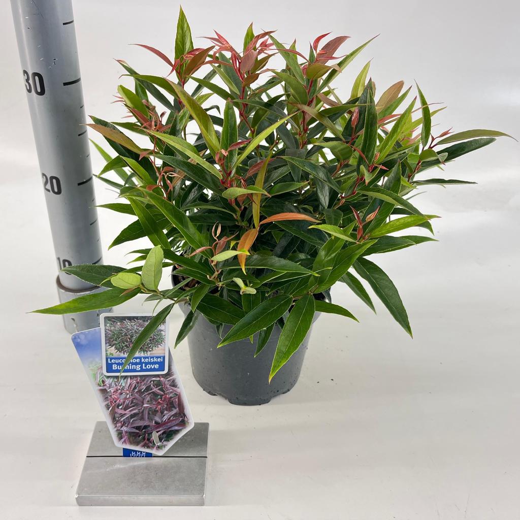 Picture of Leucothoë keiskei Burning Love P17 (2 Ltr)