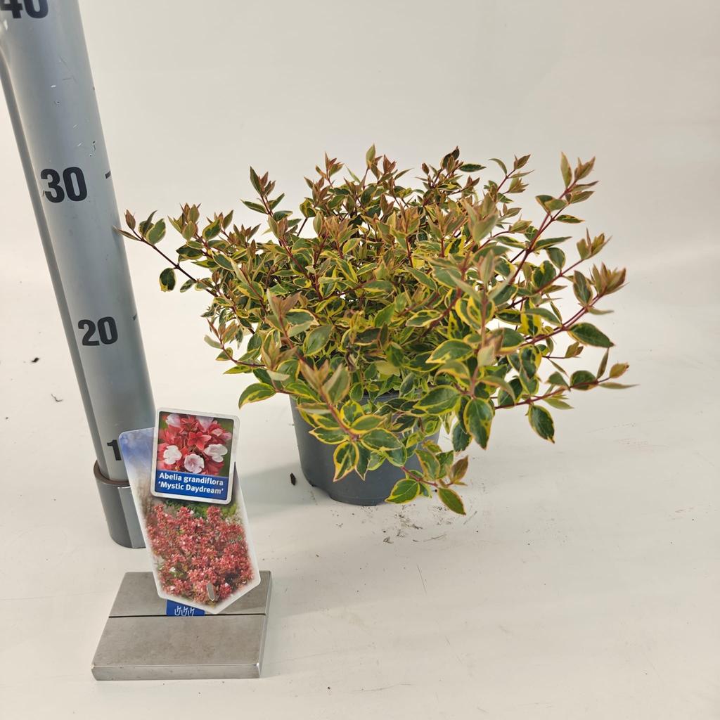 Picture of Abelia gra. Mystic Daydream P17 (2 Ltr)