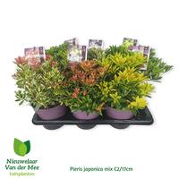 Pieris jap. in varieties