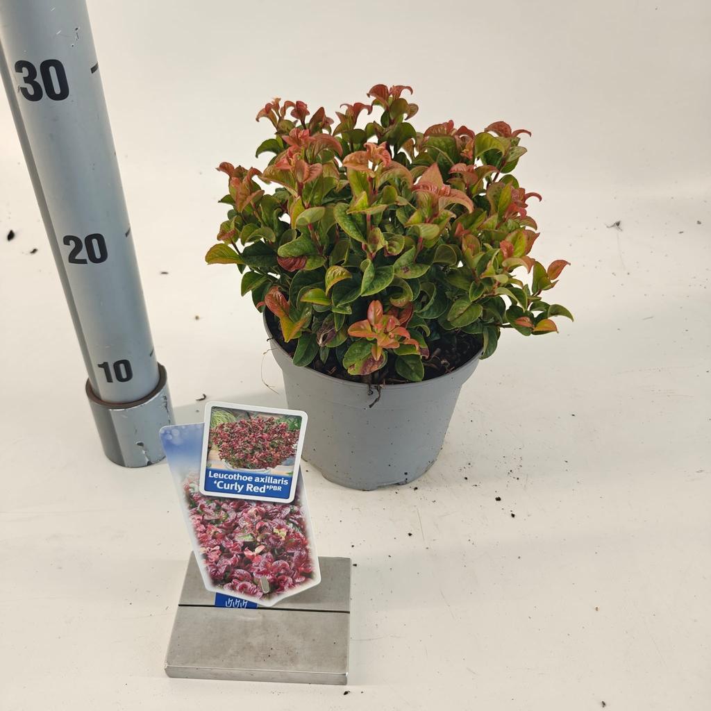 Picture of Leucothoe axillaris Curly Red PBR P17 (2 Ltr)