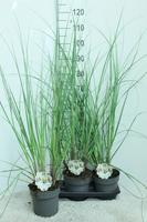 Cortaderia sell. Junior