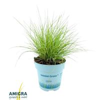 Festuca gl. AmiGold