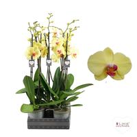 Phalaenopsis hybrid Golden Cheetah
