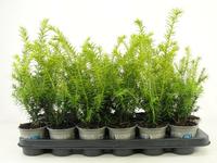 Taxus media Goldstrike - - Tray 18 × 5 £ 1.67 (Tray) £ 1.55 Shelf £ 1.52 Trolley Tray £ 1.67 × 18 (2.9%)