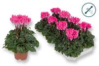 Cyclamen-COMPACT light pink