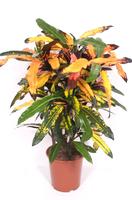 Codiaeum (Croton) Mango