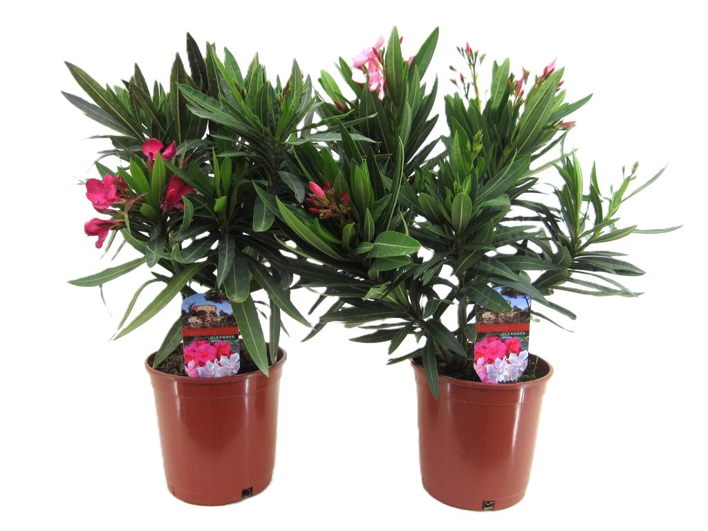 Bild von Nerium oleander P17 (2 Ltr) 50CM