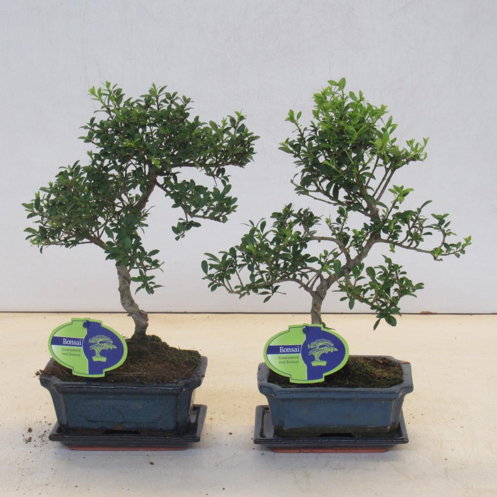 Picture of ilex crenata, 15 cm shape small leaf, with drip tray P15 25CM