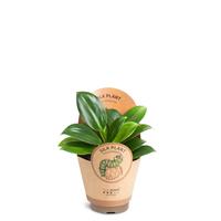 Philodendron ´Green Princess´