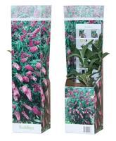 Buddleja dav. Pink Delight