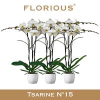 Phalaenopsis hybrid Grandiflora White in Decopot