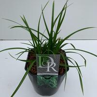 Carex mor. Irish Green