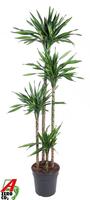 Dracaena Riki 120-90-60-30