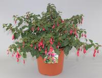 Fuchsia Mrs Popple