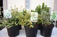 Euonymus in varieties